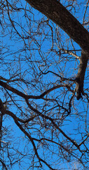 Dark silhouette of tree branches against a blue sky