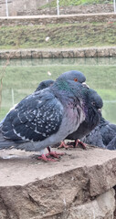 Pigeons in the park close-up. Vertical photo.