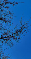Dark silhouette of tree branches against a blue sky