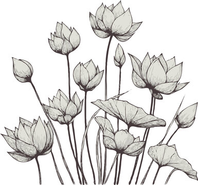 lotus leaf drawing outline