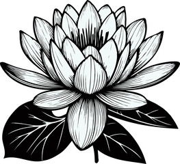 Fototapeta premium PNG Hand drawn black and white lilies sketch, water lily buds flower, lotus leaf, set of flowers vector, illustration outline, botanical black and white line art, lineart leaves and stems in engraving