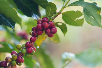 Coffee beans borne on trees in farms and gardens, raw coffee beans in the growing season and drops of water in the morning.