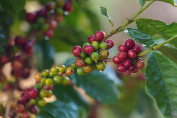 Coffee beans borne on trees in farms and gardens, raw coffee beans in the growing season and drops of water in the morning.
