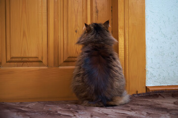 Domestic cat begging to be let outside. Selective focus