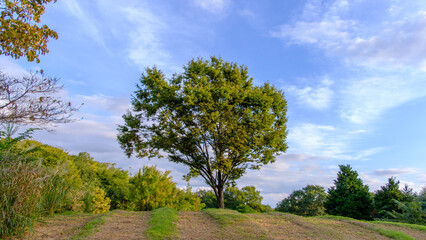 一本の木と夕暮れの空、静かな風景