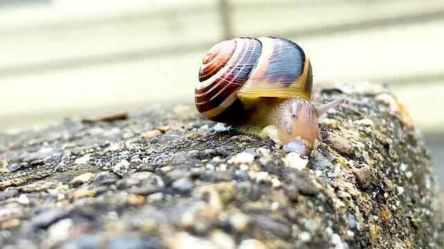 Close-up with a snail in urban terrain