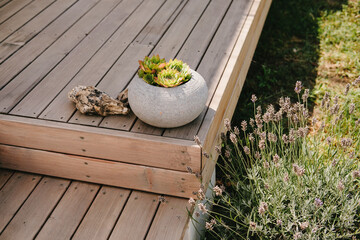 An arrangement of Terracotta pots in an English garden planted with succulent plants