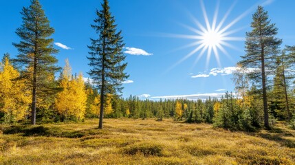 Bright sunlight streams through a boreal forest in autumn. Golden aspen leaves contrast against the dark green pines.  The scene is peaceful and