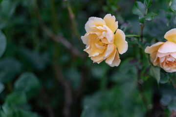 柔らかな黄色のバラと緑の背景