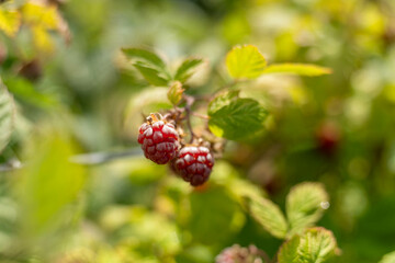 berry farm in australia picking berries in a field in summer