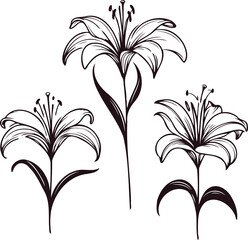 PNG, Hand drawn lilies sketch, lily buds flower, set of flowers vector, illustration outline, botanical black and white line art, lineart leaves and stems in engraving style