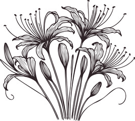 PNG, Hand drawn lilies sketch, lily buds flower, set of flowers vector, illustration outline, botanical black and white line art, lineart leaves and stems in engraving style