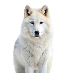 Arctic wolf