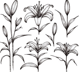 PNG, Hand drawn lilies sketch, lily buds flower, set of flowers vector, illustration outline, botanical black and white line art, lineart leaves and stems in engraving style