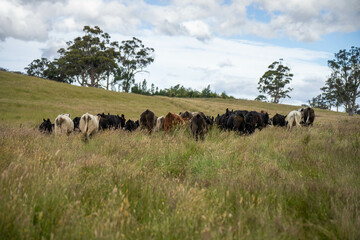 Stud beef angus cows in a field on a farm in England. English cattle in a meadow grazing on pasture...
