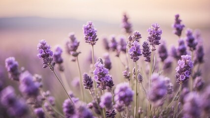 1. "Lavender Field at Sunset: Soft-Focused Blooming Violet Flowers, Harvest, and Aromatherapy"