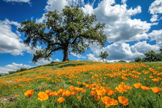 Blooming california poppies and towering oak trees in vibrant sierra foothills during enchanting spring scenery