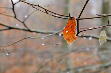 Drops of water cling to bare branches and colorful leaves in a peaceful forest after a refreshing...