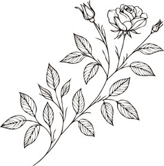PNG Hand drawn vintage Doodle sketch drawing, rose flower, Collection leaves, set of flowers, Botanical illustration flowers outline, black and white roses line art, plant buds, leaf stem, cards