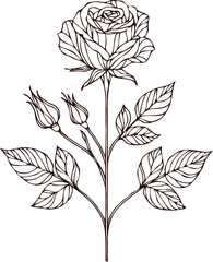 PNG Hand drawn vintage Doodle sketch drawing, rose flower, Collection leaves, set of flowers, Botanical illustration flowers outline, black and white roses line art, plant buds, leaf stem, cards