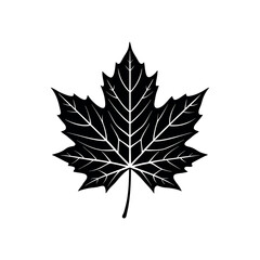 maple leaf vector illustration