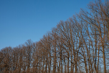 Leafless trees reaching towards the winter sky