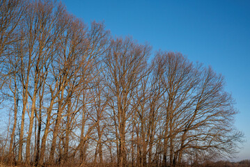 Leafless trees form a pattern against the sky