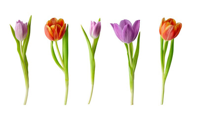 Collection of tulip flowers isolated on transparent background. Set of variety springtime tulip flower for holiday decoration design.