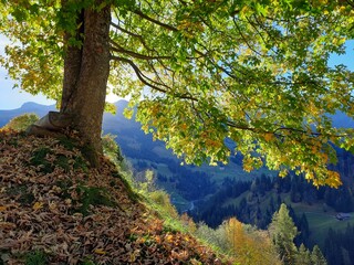 Stattlicher Baum als Ruheort