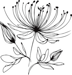 PNG Sketch Illustration, outline black and white flower, floral drawing of wild flowers, Doodle Set of leaves and buds Floral Art of Plants, line art lily pattern