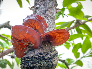 Group of wood ear mushrooms that live on rotten wood in the forest. Brown colored wild mushroom...