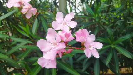 Vivid pink flowers blooming against green foliage, providing a serene and natural atmosphere.