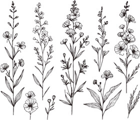 PNG Vintage Sketch Botanical Illustration, outline black and white flower, floral drawing wild flowers. Set contour leaves and buds. Plants line art pattern cosmos, Chamomile, daisies, grasses, herbs