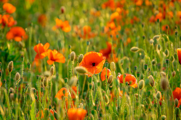 field of poppies