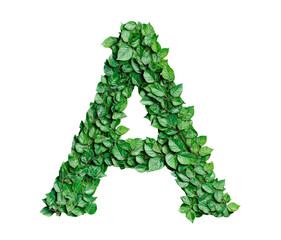Letter A made with leaves isolated on transparent background