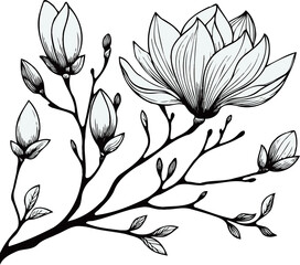 PNG Hand drawn magnolia sketch, buds flower, leaf, set of flowers vector, illustration outline drawing, botanical black and white line art, lineart leaves and stems in engraving style