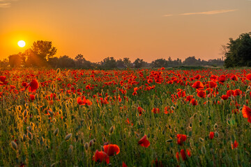 flowers in the golden photographic hour before sunset, beautiful light falling on wildflowers in...