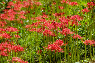 一面に咲き誇る赤い彼岸花