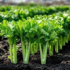 Obraz premium Field of Cilantro Plants