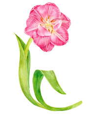 Tulip is a large flower. A flower of pink color. A view straight with stamens and a pistil. A stem and green leaves. Primrose. Botanical illustration. Hand-drawn with watercolor. For postcards, cosmet
