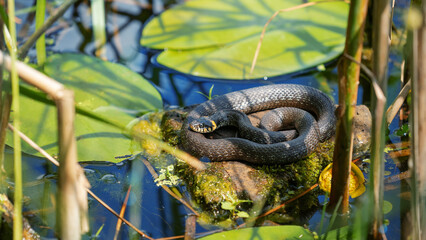 The grass snake (Natrix natrix). Basking in the sun