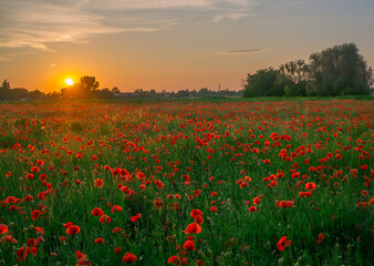 flowers in the golden photographic hour before sunset, beautiful light falling on wildflowers in...