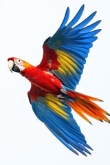 Fototapeta premium Majestic scarlet macaw soars gracefully against a bright white background vibrant plumage in full display exotic bird