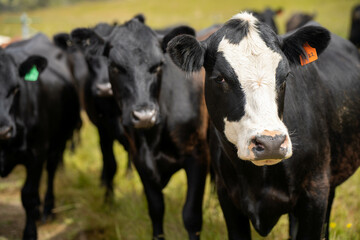 beautiful black angus cattle in Australia  eating grass, grazing on pasture. Herd of cows free range beef being regenerative raised on an agricultural farm. Sustainable farming