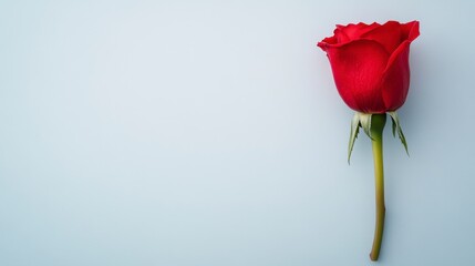 Single red rose with water droplets on light blue background. Close up view, minimalist style. Perfect for Valentine's Day, romance, or nature