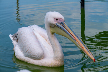 a rare, beautiful, majestic water bird with a huge beak. pelican woman, pink pelican. wild water bird swimming on the water.