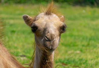 portrait of a lying camel from the front with its head and neck visible. portrait of a lying wild...