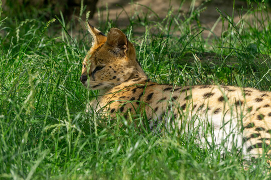 wild serval animal lying in tall green grass. hiding serval after meal, rest
