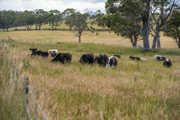 beautiful black angus cattle in Australia  eating grass, grazing on pasture. Herd of cows free range beef being regenerative raised on an agricultural farm. Sustainable farming