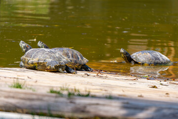 wild reptile animal, aquatic turtles in the water on a plank platform, pond decoration. beautiful...